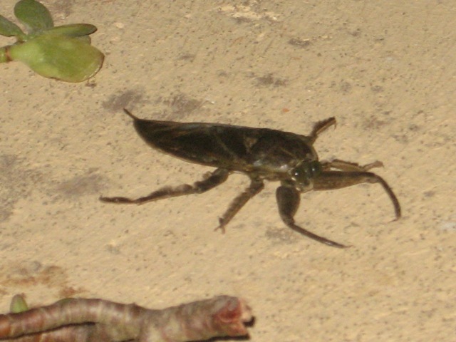 Belostomatidae: Lethocerus patruelis delle Puglie (BR)